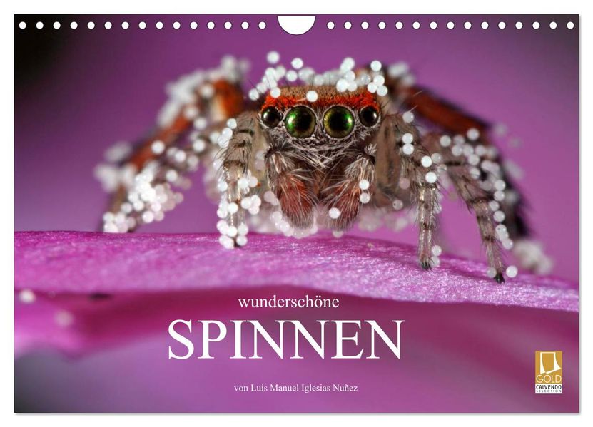 Wunderschöne Spinnen (Wandkalender 2027 DIN A4 quer) CALVENDO Monatskalender