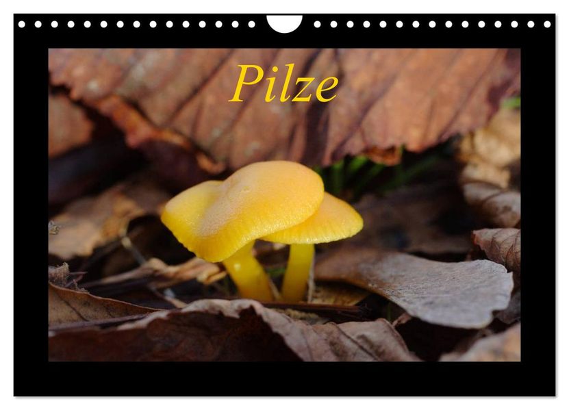 Pilze (Wandkalender 2027 DIN A4 quer) CALVENDO Monatskalender