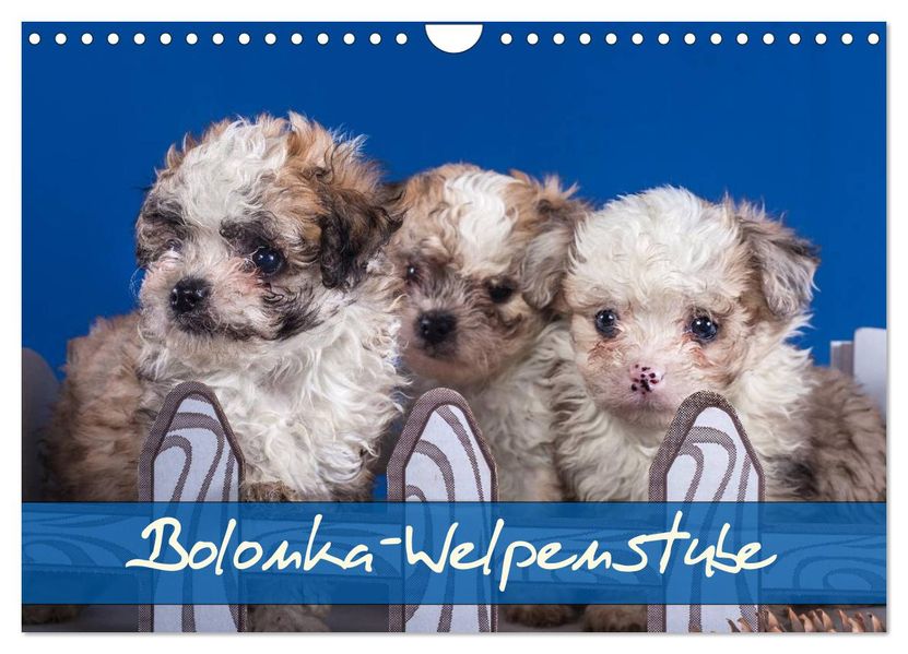 Bolonka Welpenstube (Wandkalender 2027 DIN A4 quer) CALVENDO Monatskalender