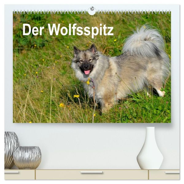 Der Wolfsspitz (hochwertiger Premium Wandkalender 2027 DIN A2 quer) Kunstdruck in Hochglanz