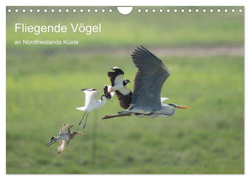 Fliegende Vögel an Nordfrieslands Küste (Wandkalender 2027 DIN A4 quer) CALVENDO Monatskalender