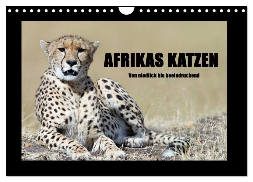 Afrikas Katzen (Wandkalender 2027 DIN A4 quer) CALVENDO Monatskalender