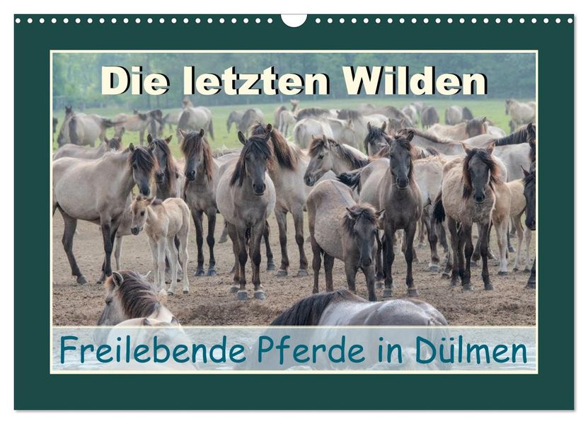 Die letzten Wilden - freilebende Pferde in Dülmen (Wandkalender 2027 DIN A3 quer) CALVENDO Monatskalender