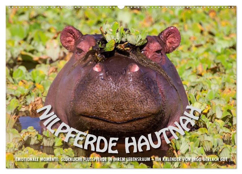 Emotionale Momente: Nilpferde hautnah (Wandkalender 2027 DIN A2 quer) CALVENDO Monatskalender