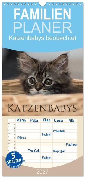Familienplaner 2027 - Katzenbabys beobachtet mit 5 Spalten (Wandkalender 21 x 45 cm) CALVENDO