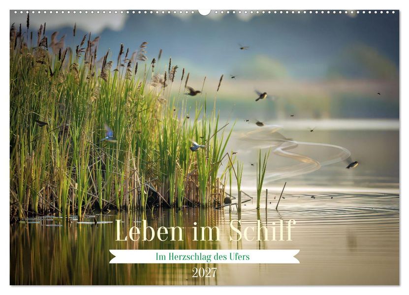 Leben im Schilf (Wandkalender 2027 DIN A2 quer) CALVENDO Monatskalender