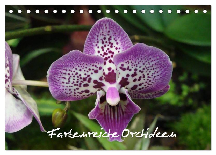 Farbenreiche Orchideen (Tischkalender 2027 DIN A5 quer) CALVENDO Monatskalender
