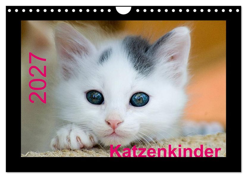 Katzenkinder (Wandkalender 2027 DIN A4 quer) CALVENDO Monatskalender