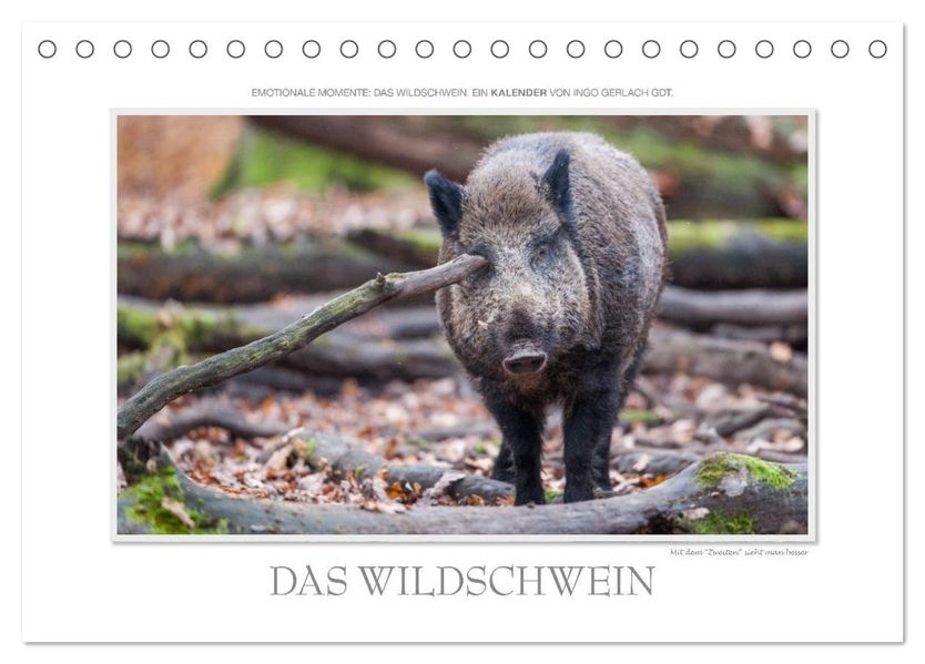 Emotionale Momente: Das Wildschwein. / CH-Version (Tischkalender 2027 DIN A5 quer) CALVENDO Monatskalender