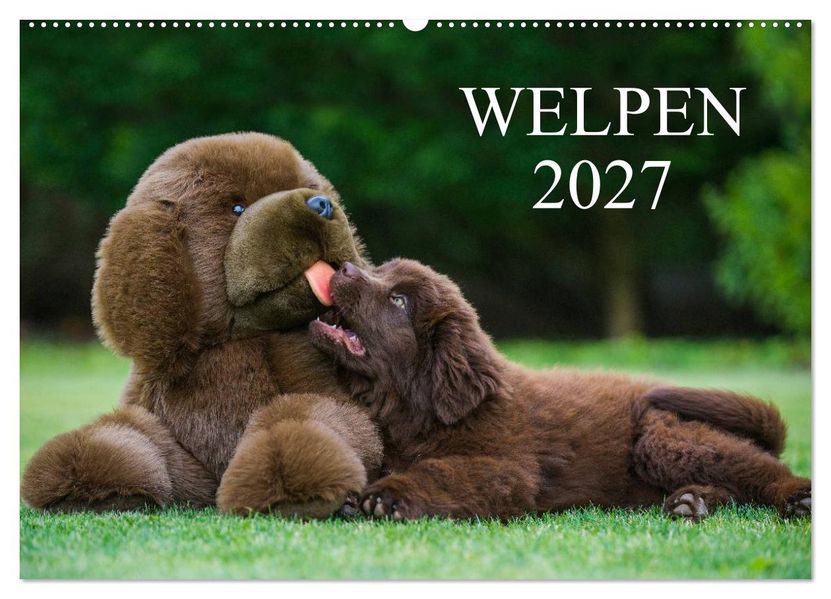 Welpen 2027 (Wandkalender 2027 DIN A2 quer) CALVENDO Monatskalender