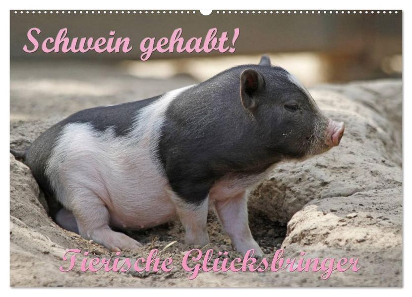 Schwein gehabt! (Wandkalender 2027 DIN A2 quer) CALVENDO Monatskalender