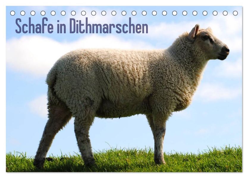 Schafe in Dithmarschen (Tischkalender 2027 DIN A5 quer) CALVENDO Monatskalender