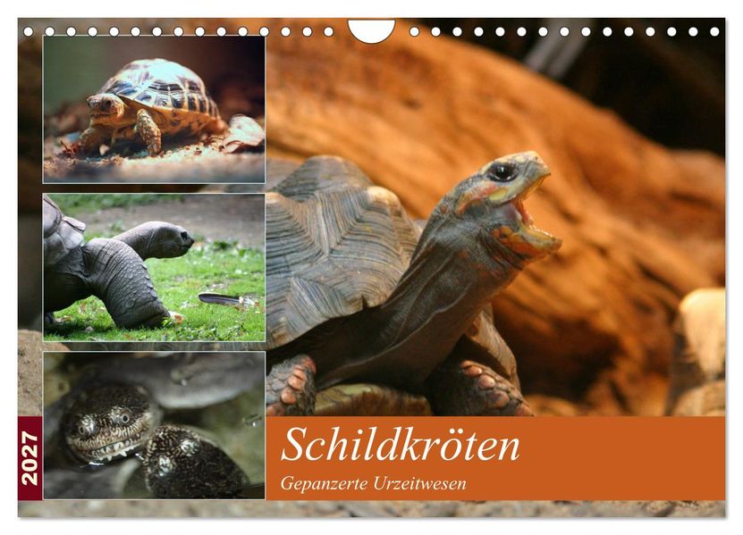 Schildkröten - Gepanzerte Urzeitwesen (Wandkalender 2027 DIN A4 quer) CALVENDO Monatskalender