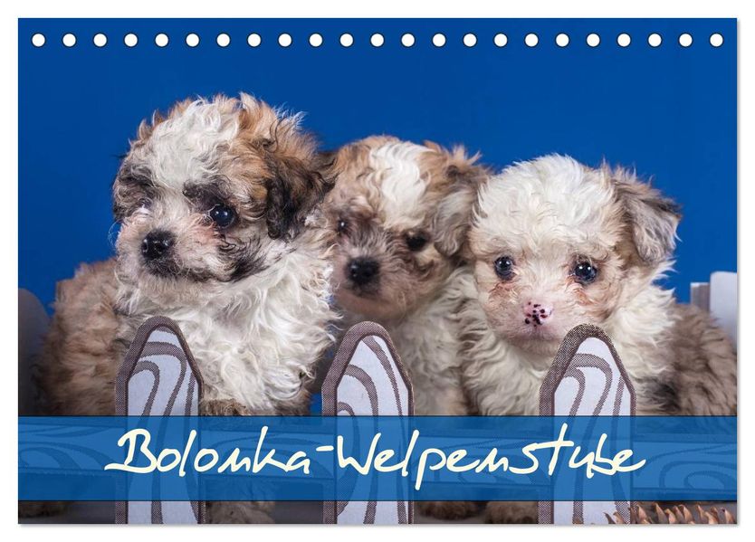 Bolonka Welpenstube (Tischkalender 2027 DIN A5 quer) CALVENDO Monatskalender