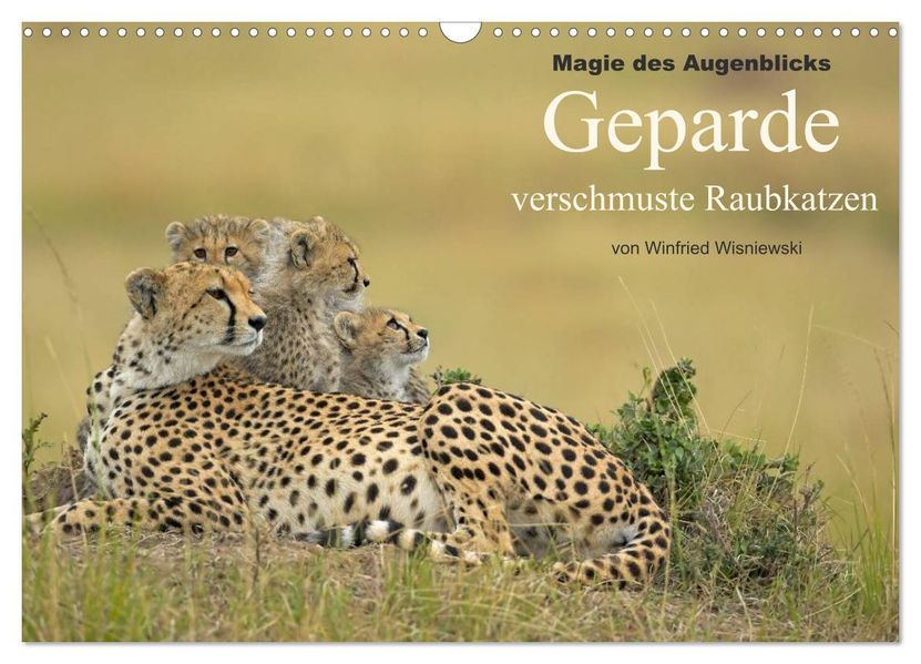 Magie des Augenblicks: Geparde - verschmuste Raubkatzen (Wandkalender 2027 DIN A3 quer) CALVENDO Monatskalender