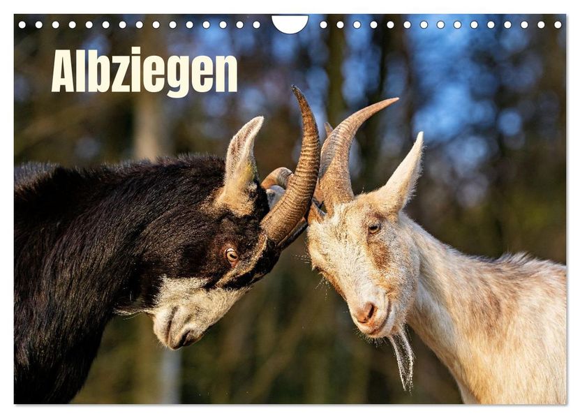 Albziegen (Wandkalender 2027 DIN A4 quer) CALVENDO Monatskalender