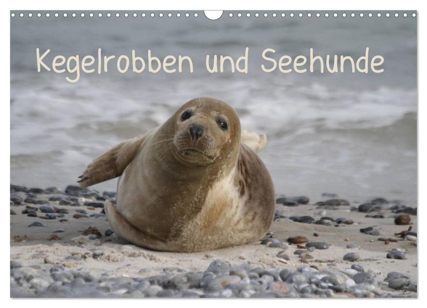 Kegelrobben und Seehunde (Wandkalender 2027 DIN A3 quer) CALVENDO Monatskalender