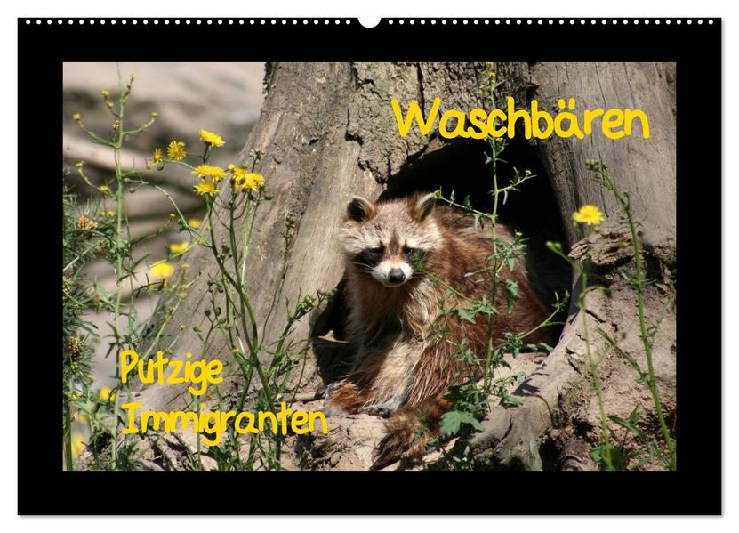 Waschbären (Wandkalender 2027 DIN A2 quer) CALVENDO Monatskalender