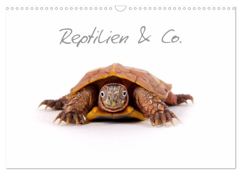 Reptilien & Co. (Wandkalender 2027 DIN A3 quer) CALVENDO Monatskalender