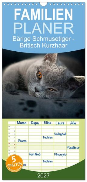 Familienplaner 2027 - Bärige Schmusetiger - Britisch Kurzhaar mit 5 Spalten (Wandkalender 21 x 45 cm) CALVENDO