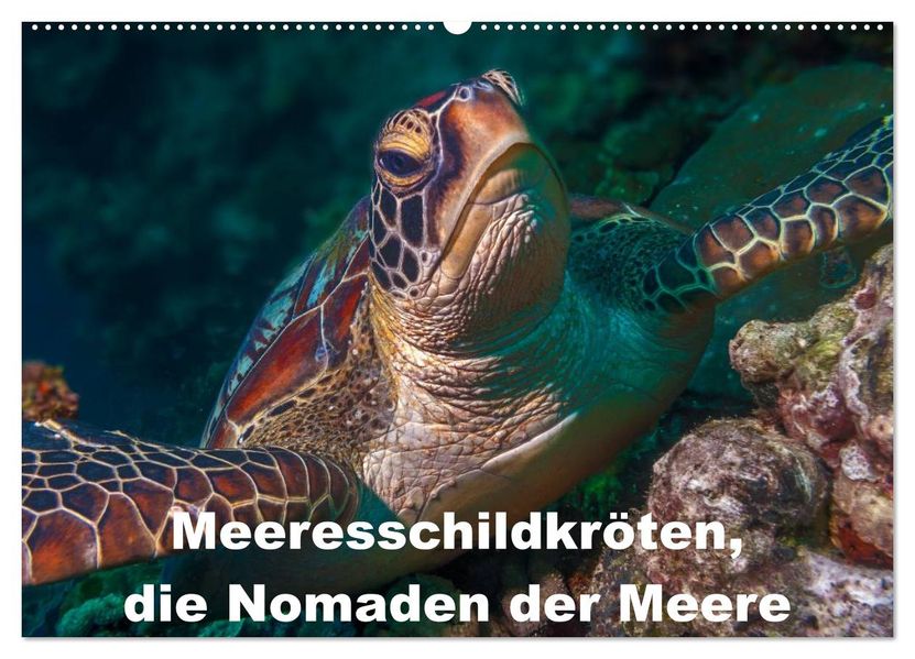 Meeresschildkröten die Nomaden der Meere (Wandkalender 2027 DIN A2 quer) CALVENDO Monatskalender
