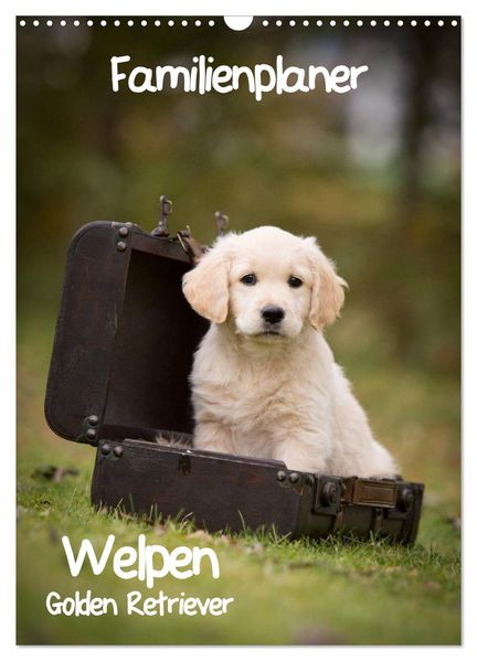 Familienplaner: Golden Retriever Welpen (Wandkalender 2027 DIN A3 hoch) CALVENDO Monatskalender