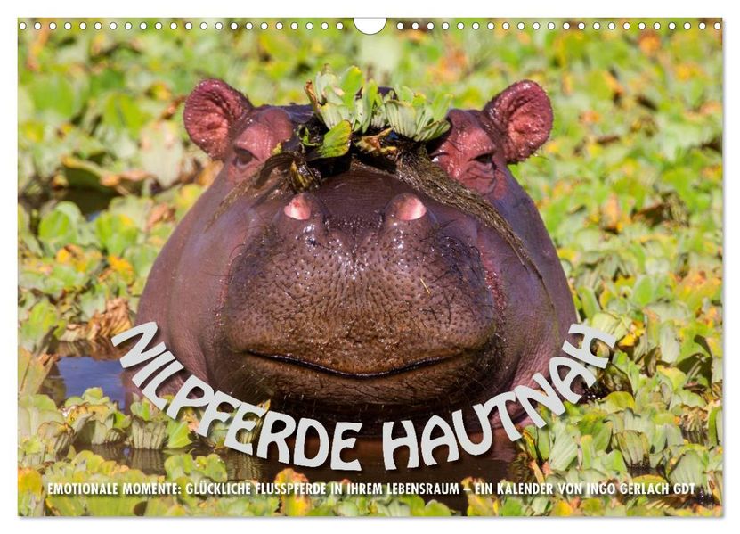 Emotionale Momente: Nilpferde hautnah (Wandkalender 2027 DIN A3 quer) CALVENDO Monatskalender