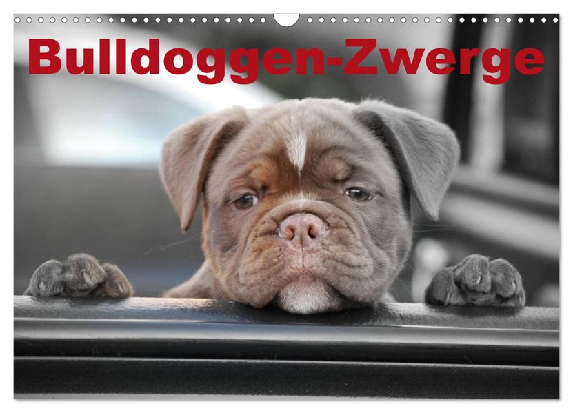 Bulldoggen-Zwerge (Wandkalender 2027 DIN A3 quer) CALVENDO Monatskalender