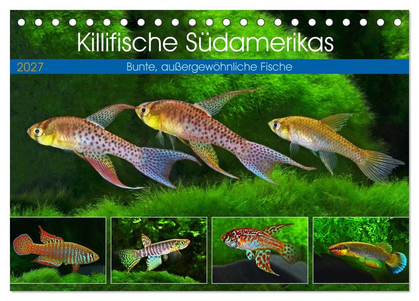 Killifische Südamerikas (Tischkalender 2027 DIN A5 quer) CALVENDO Monatskalender