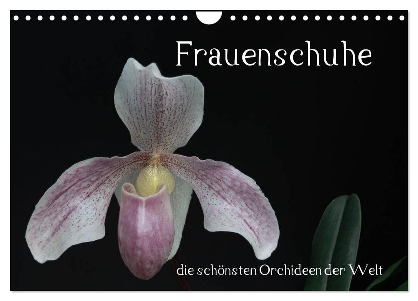 Frauenschuhe - die schönsten Orchideen der Welt (Wandkalender 2027 DIN A4 quer) CALVENDO Monatskalender