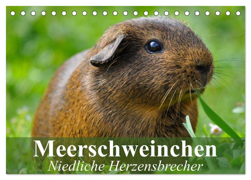 Meerschweinchen Niedliche Herzensbrecher (Tischkalender 2027 DIN A5 quer) CALVENDO Monatskalender
