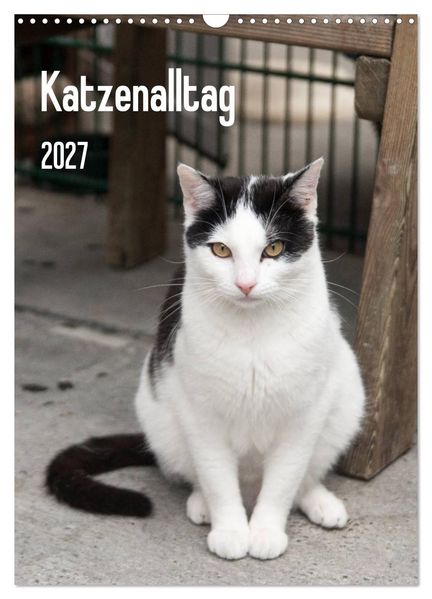 Katzenalltag 2027 (Wandkalender 2027 DIN A3 hoch) CALVENDO Monatskalender