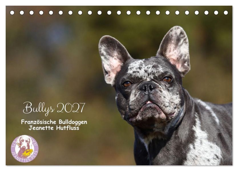 Bullys - Französische Bulldoggen 2027 (Tischkalender 2027 DIN A5 quer) CALVENDO Monatskalender