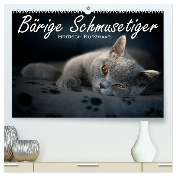 Bärige Schmusetiger - Britisch Kurzhaar / CH-Version (hochwertiger Premium Wandkalender 2027 DIN A2 quer) Kunstdruck in Hochglanz
