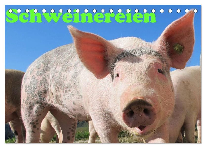 Schweinereien (Tischkalender 2027 DIN A5 quer) CALVENDO Monatskalender