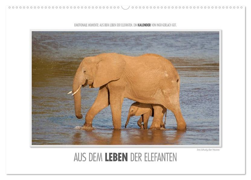 Emotionale Momente: Aus dem Leben der Elefanten. / CH-Version (Wandkalender 2027 DIN A2 quer) CALVENDO Monatskalender