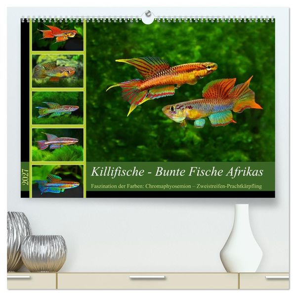 Killifische - Bunte Fische Afrikas (hochwertiger Premium Wandkalender 2027 DIN A2 quer) Kunstdruck in Hochglanz