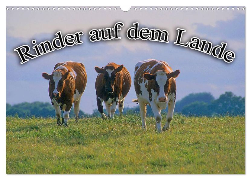 Rinder auf dem Lande (Wandkalender 2027 DIN A3 quer) CALVENDO Monatskalender