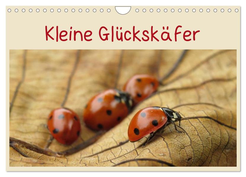 Kleine Glückskäfer (Wandkalender 2027 DIN A4 quer) CALVENDO Monatskalender