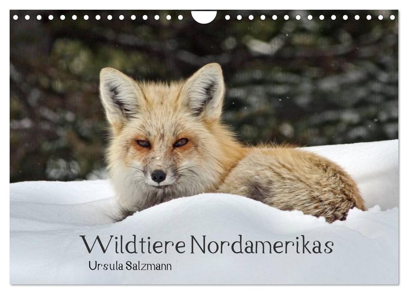 Wildtiere Nordamerikas (Wandkalender 2027 DIN A4 quer) CALVENDO Monatskalender