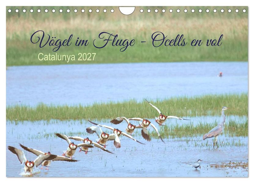 Vögel im Fluge - Ocells en vol (Wandkalender 2027 DIN A4 quer) CALVENDO Monatskalender