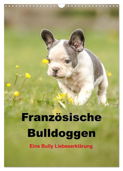 Französische Bulldoggen - Eine Bully Liebeserkärung (Wandkalender 2027 DIN A3 hoch) CALVENDO Monatskalender