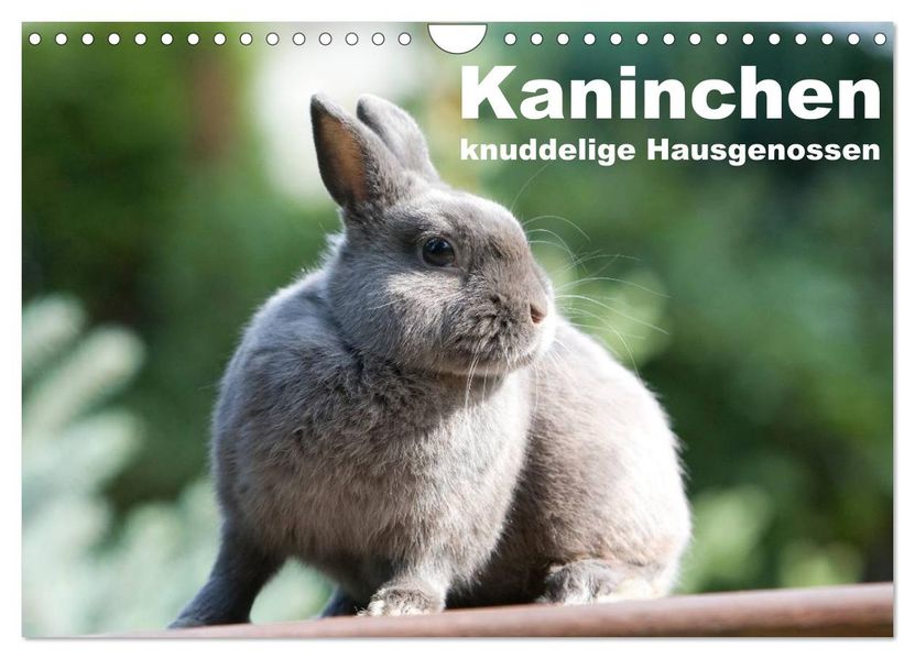 Kaninchen - knuddelige Hausgenossen (Wandkalender 2027 DIN A4 quer) CALVENDO Monatskalender