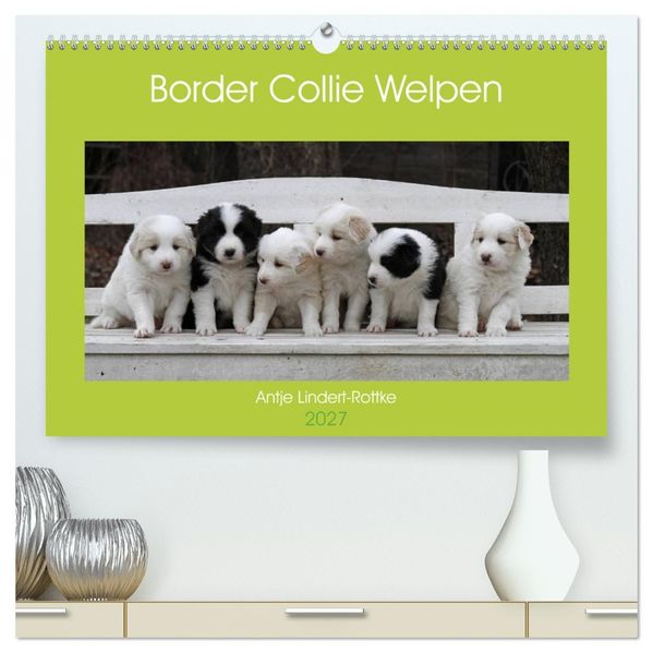 Border Collie Welpen (hochwertiger Premium Wandkalender 2027 DIN A2 quer) Kunstdruck in Hochglanz