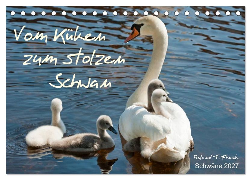 Vom Küken zum stolzen Schwan (Tischkalender 2027 DIN A5 quer) CALVENDO Monatskalender