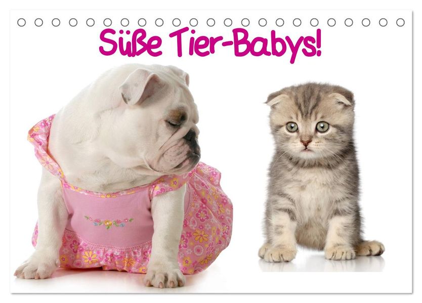 Süße Tier-Babys! (Tischkalender 2027 DIN A5 quer) CALVENDO Monatskalender