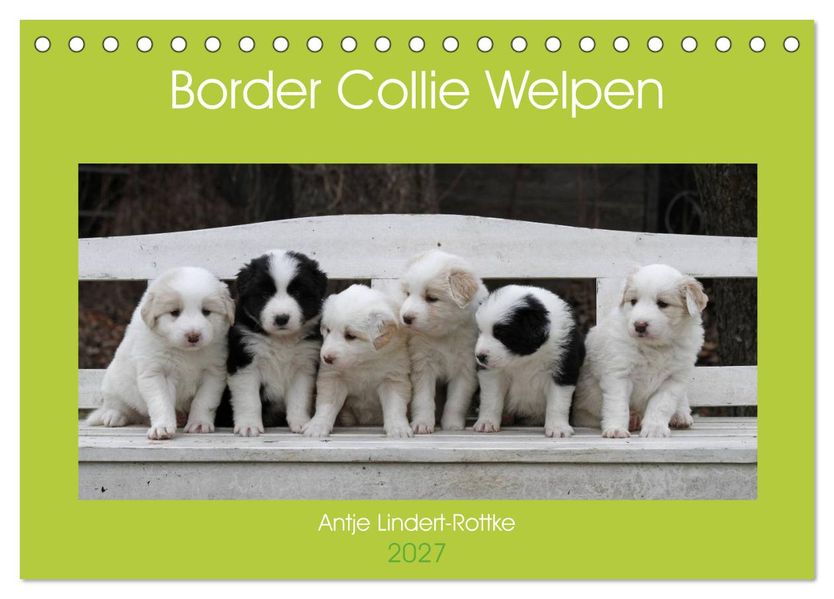 Border Collie Welpen (Tischkalender 2027 DIN A5 quer) CALVENDO Monatskalender