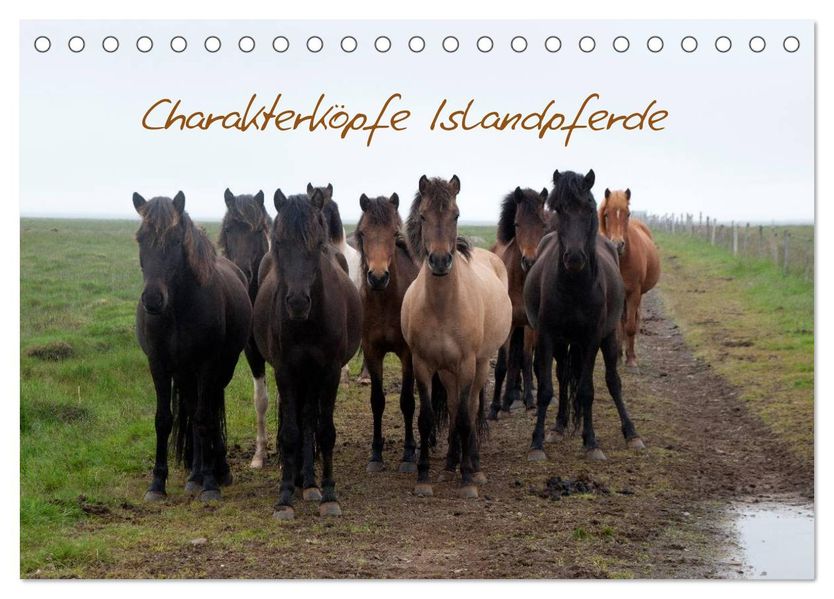 Charakterköpfe Islandpferde (Tischkalender 2027 DIN A5 quer) CALVENDO Monatskalender