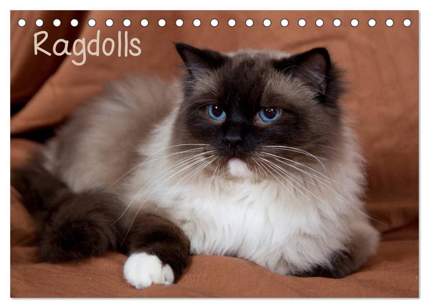 Ragdolls (Tischkalender 2027 DIN A5 quer) CALVENDO Monatskalender
