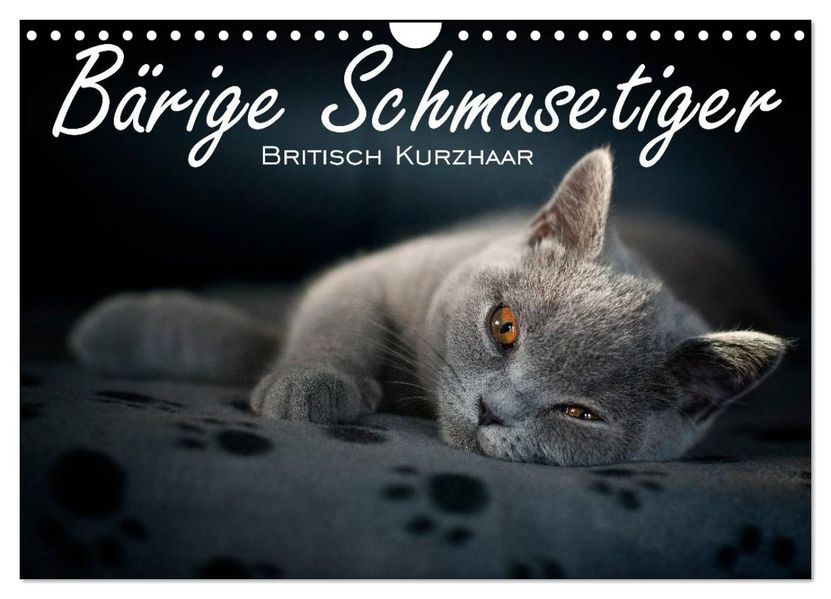 Bärige Schmusetiger - Britisch Kurzhaar (Wandkalender 2027 DIN A4 quer) CALVENDO Monatskalender